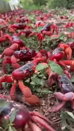 خرچنگ قرمز جزیره کریسمس (Gecarcoidea natalis) گونه‌ای از 