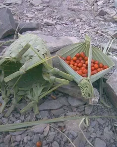سبزبات بلوچستان