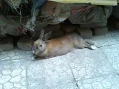 این خرگوش منه