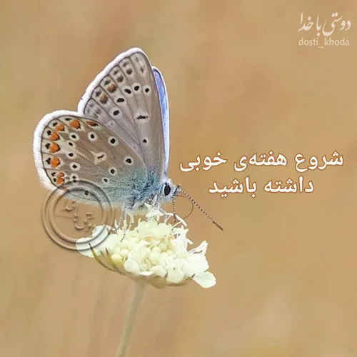 ‍ ‍ ‍ 🌸 🍃 مرا با غم حسابی نیست🌸 🍃