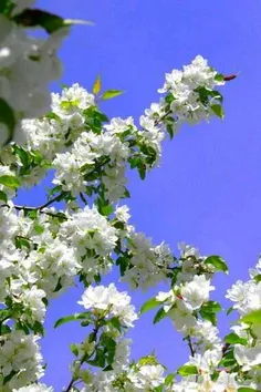 این جمله بو علی سینا را باید با طلا نوشت ..