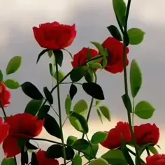 #عاشقانه_ترین_پیج_ویسگون 