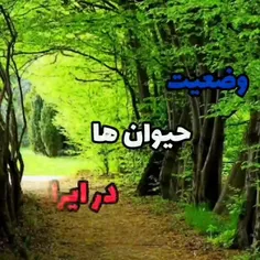 از عجایب ایران ببینید 😂🐈