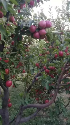 دلم برای شهرستانمون تنگ شده اینجا باغ سیب مونه 
