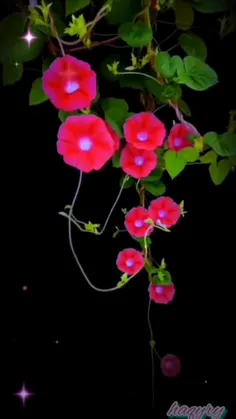 #نوستالژی_ترانه