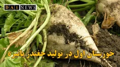 تورج نوروزی خبر داد: خوزستان بزرگترین تولید کننده چغندر ق