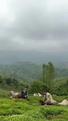 برداشت برگ سبز چای