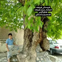 چشمه سرخ فریزهند با درخت کهن روستای فریزهند نطنز