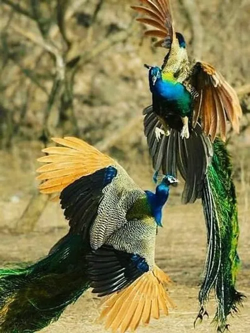 حیوانات پرنده زیبا ،