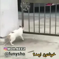 گربه پشکل مغز😂😂😂😂😂😂😂😂😂😂😂😂