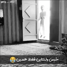 کیا ولنتاین خرس گرفتن؟ 😂😂