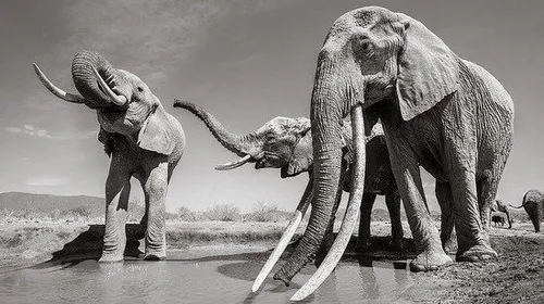 آخرین عکس های 'ملکه فیل ها' در کنیا