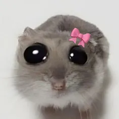 شبتون به زیبایی چشمای این موش >>>