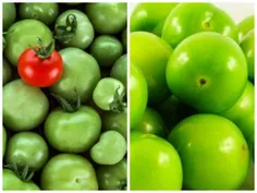 فرق آلوچه و گوجه سبز رو متوجه شدید یا بیشتر توضیح بدم؟😒