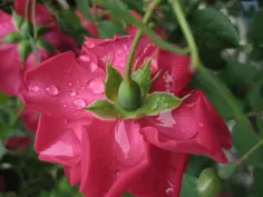 بنگر که خداوند چگونه قدرتش را به نمایش گذاشته