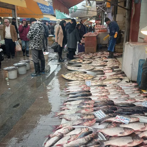 رشت زیبا،میدون شهرداری،بازار ماهی فروشان 🐟