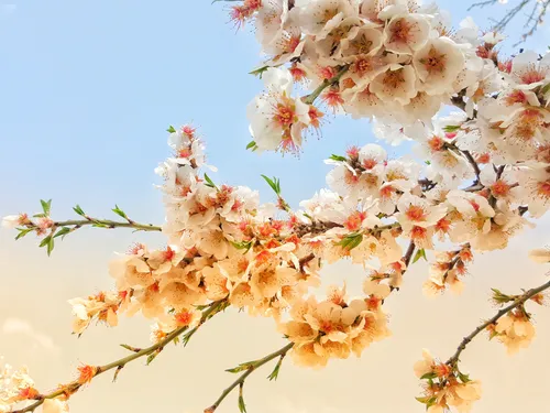 بهار شکوفه های بهاری حس خوب