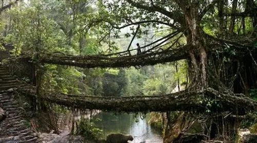 پلی از ریشه درختان زنده در هند