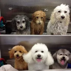 قبل و بعد از حمام خخخخ