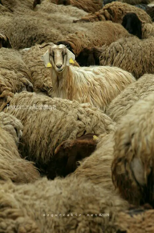 گوسفند ها تو همه ی