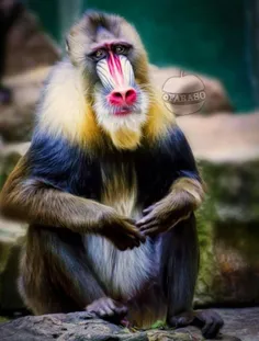 خشن ترین#میمون ،میمون مندریل نام دارد.که در اکثر نبردها ب