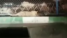 محاصره پلنگ ایرانی توسط چند قلاده سگ‌ در شاهرود 