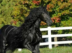 اسب زیبای من