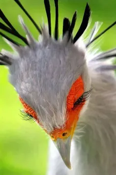 پرنده‌ای زیبا، با مژه‌هایی#دیدنی بومی بخشی از#آفریقا