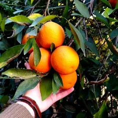 #دلبر‌نارنجی‌پوش🧡🥺🍊