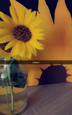 🥺🌻