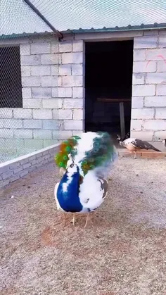 طاووس نر ، هنگام باز شدن پرها ، چه زیباست