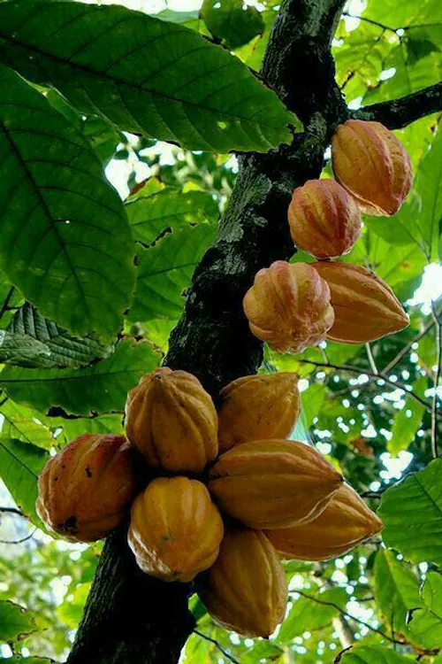 درخت کاکائو تا حالا دیده بودین؟