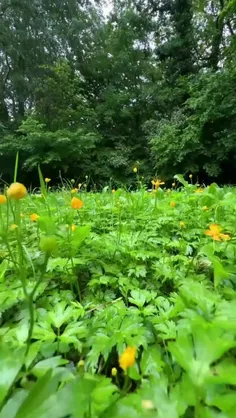 سلام صبح زیباتون بخیر و شادی امیدوارم سلامت و حال دل خوب 