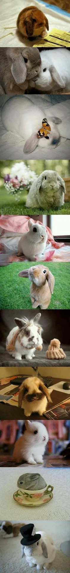 خرگوش لوپ
