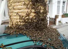 حمله یک گروه از زنبورها به دختر ۱۹ ساله مرگ وی را رقم زد
