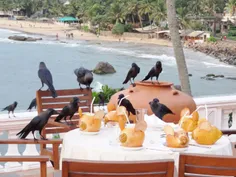 کلاغهای مزاحم و دزد در سواحل سریلانکا که هیچ نارگیلی از ن
