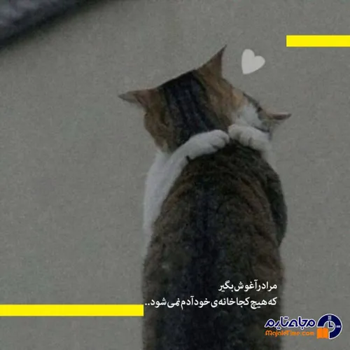 عاشقانه🐱 🐶گربه ای