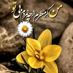 فطر؛