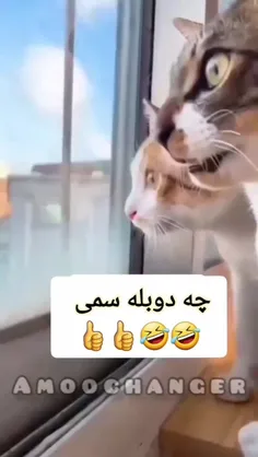 هعی جررر😂