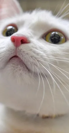#Cat