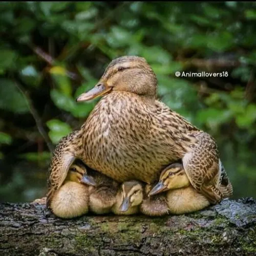 mother's love❤