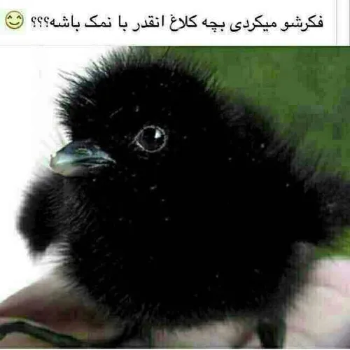 چه نازه :)