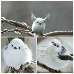 پرنده ای شبیه به گوله برف