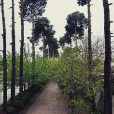 #dailytehran #Tehran #springtime #spring #tree #leaf #gre