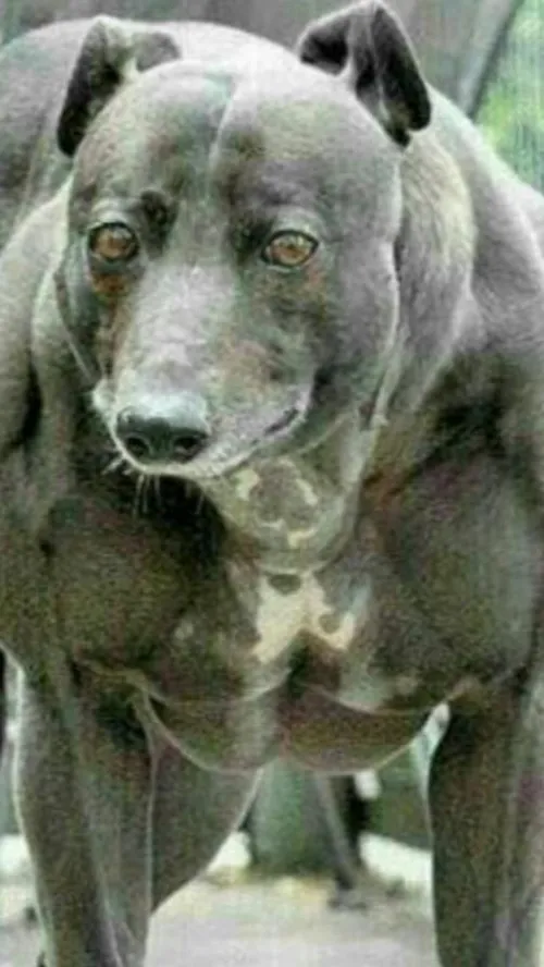 سگی که ارتش روسیه پرورش داده، بزرگترین قابلیت این سگها از