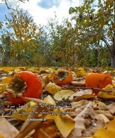 🍒🌱شعر تو بودی که پس از فصل سرد