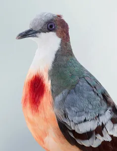 تصاویر دیدنی از کبوترهای رنگین کمانی استرالیایی #عکاسی #ح