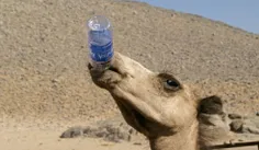 یک شتر می‌تواند در ۱۰ دقیقه بیش از ۱۱۰ لیتر آب بنوشد؛