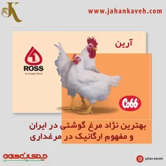 بهترین نژاد مرغ گوشتی و مفهوم برچسب ارگانیک