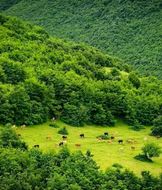 زندگی هدیه است 